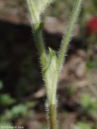 Image result for Trifolium polystachyum