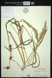 Image result for Echinochloa stagnina