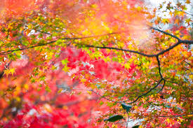 The typical garden fertilizer that you buy for your veggie garden will take out ornamental plants like nobody's if you plant to use regular garden fertilizer on your japanese maple you might as well write serial killer on the bag. Maple Trees Of The Chicago Area Hendricksen Tree Care