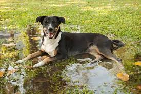Maybe you would like to learn more about one of these? 5 Landscape Ideas To Prevent Flooding Crewcut Lawn Garden
