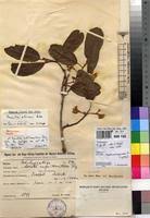 Image result for Monotes glaber