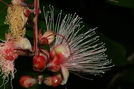 Image result for Barringtonia