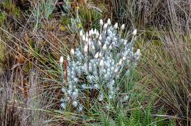 Image result for Helichrysum nitens
