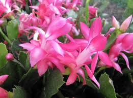 Bunga yang masuk ke dalam spesies orchid endemic ini lebih banyak tumbuh di kawasan australia barat daya dan sekitarnya. 15 Tanaman Hias Gantung Indoor Outdoor Yang Segar