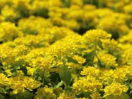 Beachtung erfahrt es meistens erst dann wenn es sich im garten auf den sorgfaltig bereiteten beeten zwischen salat und gemuse. Gold Wolfsmilch Euphorbia Polychroma Fur Deinen Garten