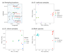 Image result for Digitaria pseudodiagonalis
