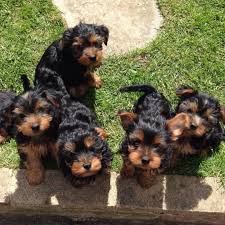 Check spelling or type a new query. Yorkie Puppies For Sale Posts Facebook