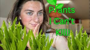 Learning about Class Pet Fish in Pre-K