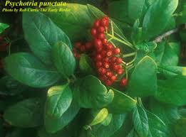 Image result for Psychotria articulata