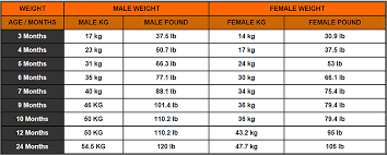 Sheltie Growth Chart Weight Www Bedowntowndaytona Com