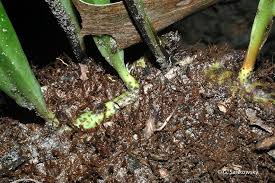 Image result for Microsorum punctatum