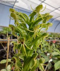 Image result for Habenaria dregeana