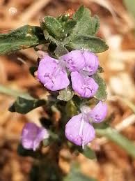 Image result for Dicliptera quintasii