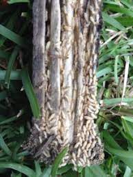 Bug out offers termite control and solutions to homeowners throughout the southeast united states. Pest Control And Termite Control Slidell Bug Pro