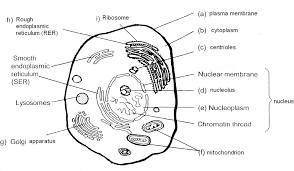 Check spelling or type a new query. 30 Animal And Plant Cell Label Labels Database 2020