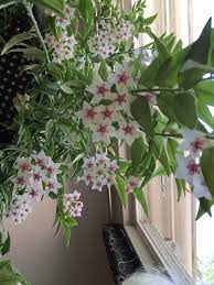 Mary S Hoya Bella My Transplanted Hoya Is Just Starting To Bloom For The First Time The Parent Plant Was My Grandmothe With Images Best Indoor Plants Plants Hoya Plants