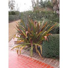 Image result for Crinum asiaticum