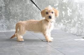 Dachshund Terrier Mix Black And Brown 16 Awesome Dachshund Mixes Wacky Weiners For The Win Dachshund Mix Pitbull Terrier Terrier Mix Dogs