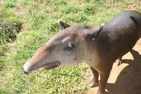 This page is about the various possible meanings of the acronym, abbreviation, shorthand or slang term: Tapirs To The Global Warming Rescue Global Wildlife Conservation