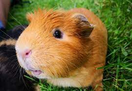 Guinea pigs communicate and interact with each other, through behaviour and sound. Clicker Training For Guinea Pigs Publications Guides Our Stories Four Paws International