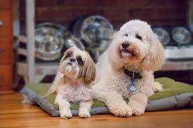 We did not find results for: Other End Of The Leash Pet Boutique Bakery 39 Photos 32 Reviews Pet Stores 1000 W Main St Durham Nc Phone Number