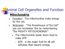 Without mitochondria (singular, mitochondrion), higher animals would likely not exist because their cells would only be able to obtain energy from anaerobic respiration (in the absence of oxygen), a process much less efficient than aerobic respiration. Plant And Animal Cell Organelles And Functions Ppt Video Online Download