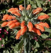 Image result for Leonotis nepetifolia