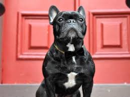 Save 5% with coupon (some sizes/colors) $4.99 shipping. French Bulldog Chains French Bullevard