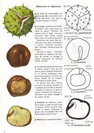 Godier Moreau Les Lecons De Choses Au Ce 1957 Lecon De Choses Classification Des Vegetaux L Education Francaise