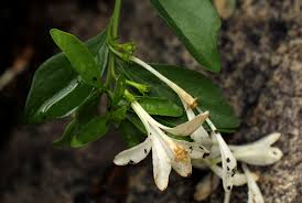 Image result for Turraea obtusifolia