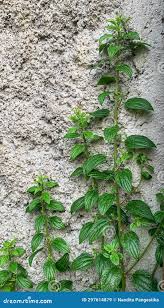 Image result for Pouzolzia