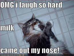Funny Animals With Captions In 2020 Funny Animals With Captions Funny Dog Captions Funny Cat Memes