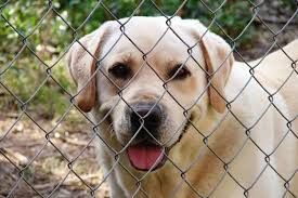 You can buy what you need. Boarding A Puppy For The First Time How To Prepare For Kennels