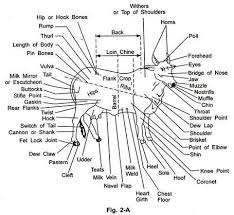 Pin On Parts Of A Cow