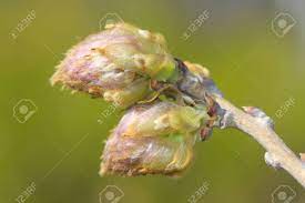 Wisteria Flowers Bud In A Garden Stock Photo Picture And Royalty Free Image Image 9311665