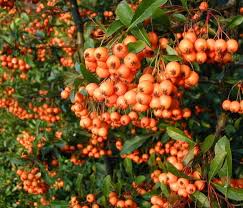 Image result for Pyracantha coccinea golden charmer