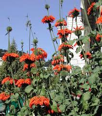 Image result for Leonotis