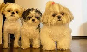 Shih Tzu Lifespan Shih Tzu World