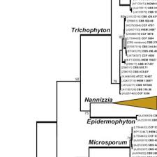 By springblink 6 years ago. Pdf Common And Emerging Dermatophytoses In Animals Well Known And New Threats