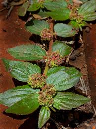 Image result for Euphorbia hirta