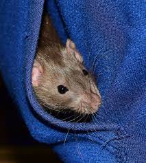 Every pet deserves love, care, and attention, but some pets are easier to own than others. How Much Does It Cost To Keep Rats Blue Apple Rattery