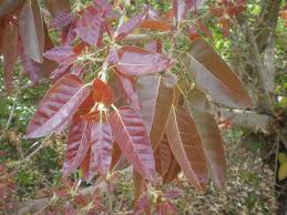 Image result for Ficus ingens