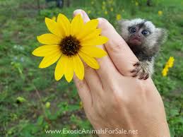 How big are pygmy marmosets? Finger Monkeys For Sale