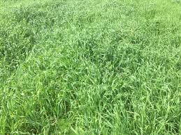 You know you need it, but how much does tefl certification cost? Brome Grass Becoming A Major Grassland Weed Problem On Tillage Farms Agriland Ie