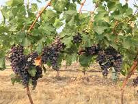 Wine Tasting
