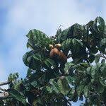 Image result for Pachylobus edulis