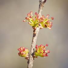 Image result for Priva curtisiae