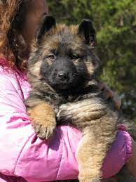 Maybe you would like to learn more about one of these? Long Coat German Shepherd Puppy For Sale Long Coat German Shepherd Puppies For Sale Long Hair German Shepherd Puppies For Sale Long Coat Shepherds Long Hair Puppy For Adoption Long Hair German