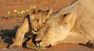 Animal list of african wildlife and its beautiful dangerous wild animal safaris. Four South African Parks In The Top 10 Best Safari Parks Of Africa Safaribookings