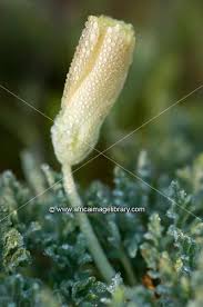 Image result for Grielum